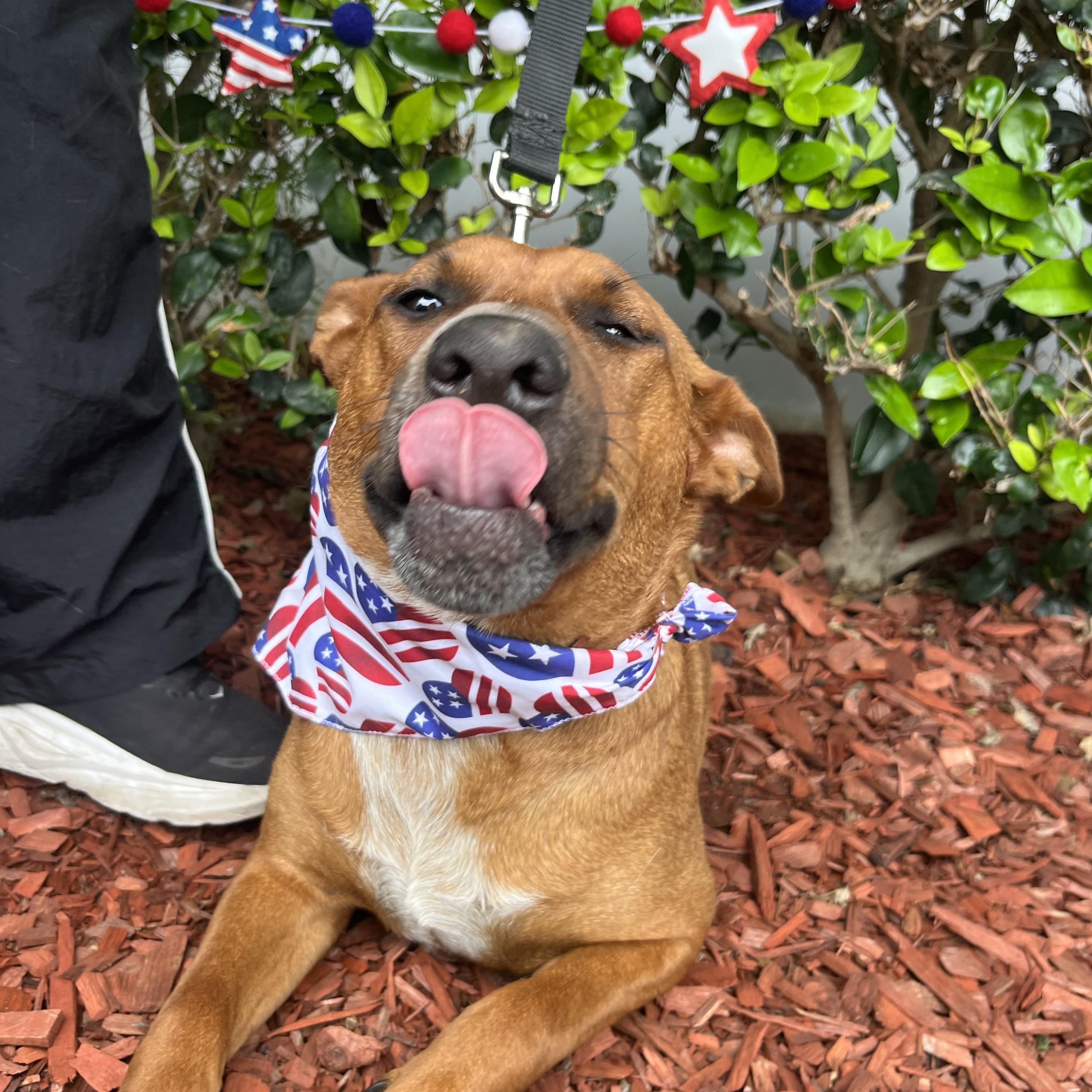 Enlarge Billie, a ADOPTABLE mixed breed in South El Monte, CA image 3/5