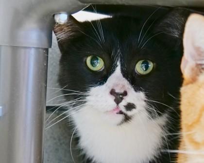 Batman, Adoptable, Adult Male Domestic Short Hair.