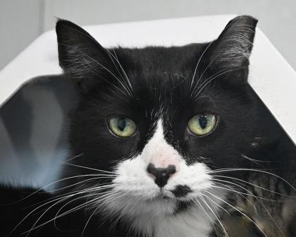 Enlarge Batman, a Adoptable mixed breed in West Seneca, NY image 2/3