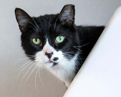 Enlarge Batman, a Adoptable mixed breed in West Seneca, NY image 3/3