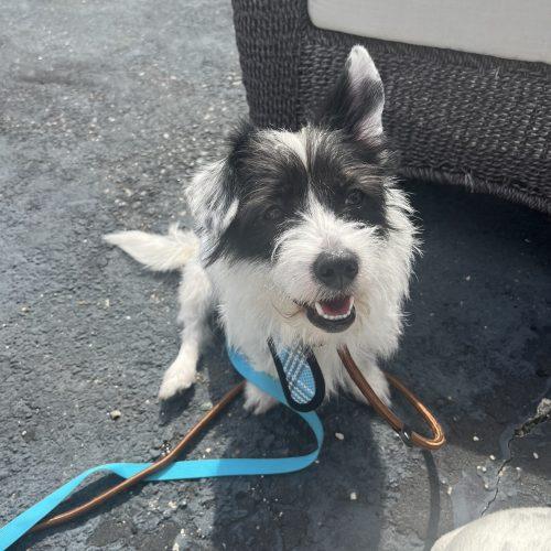 Enlarge Hamburger, a Adoptable mixed breed in Verona, NJ image 1/5