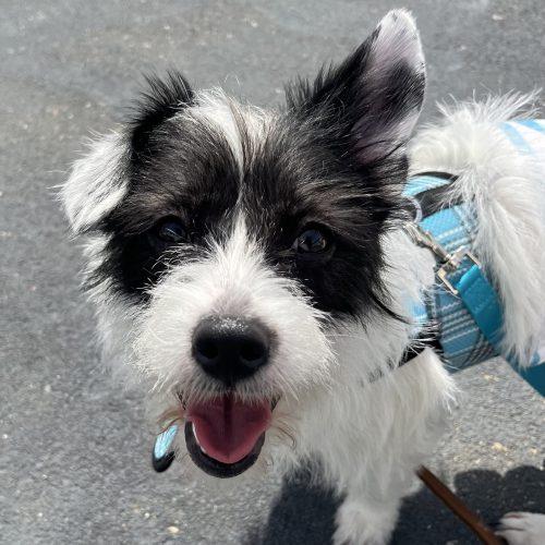 Enlarge Hamburger, a Adoptable mixed breed in Verona, NJ image 2/5