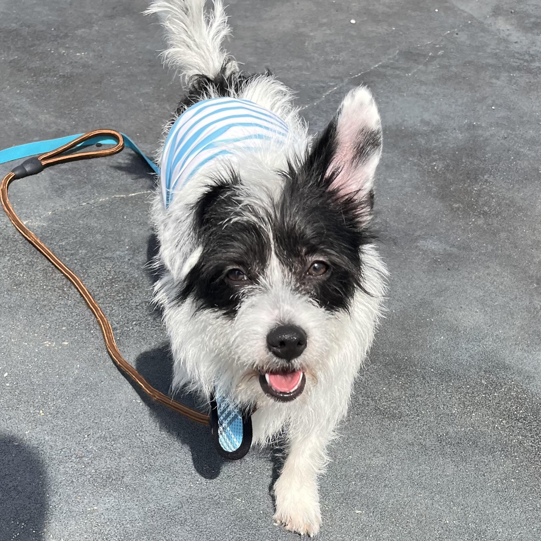 Enlarge Hamburger, a Adoptable mixed breed in Verona, NJ image 3/5