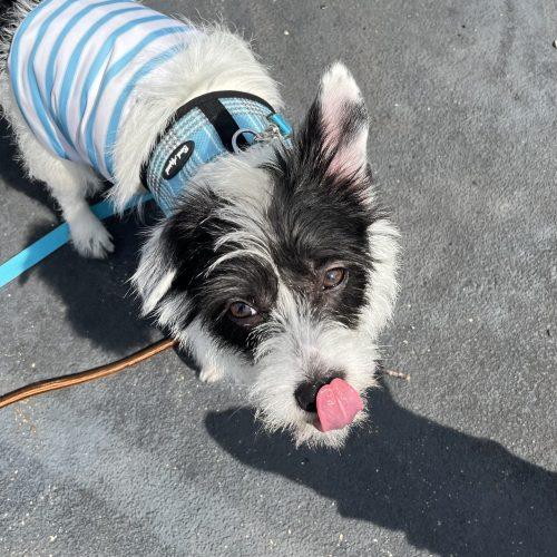 Enlarge Hamburger, a Adoptable mixed breed in Verona, NJ image 4/5