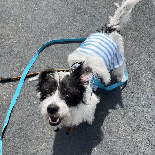 Enlarge Hamburger, a Adoptable mixed breed in Verona, NJ image 5/5