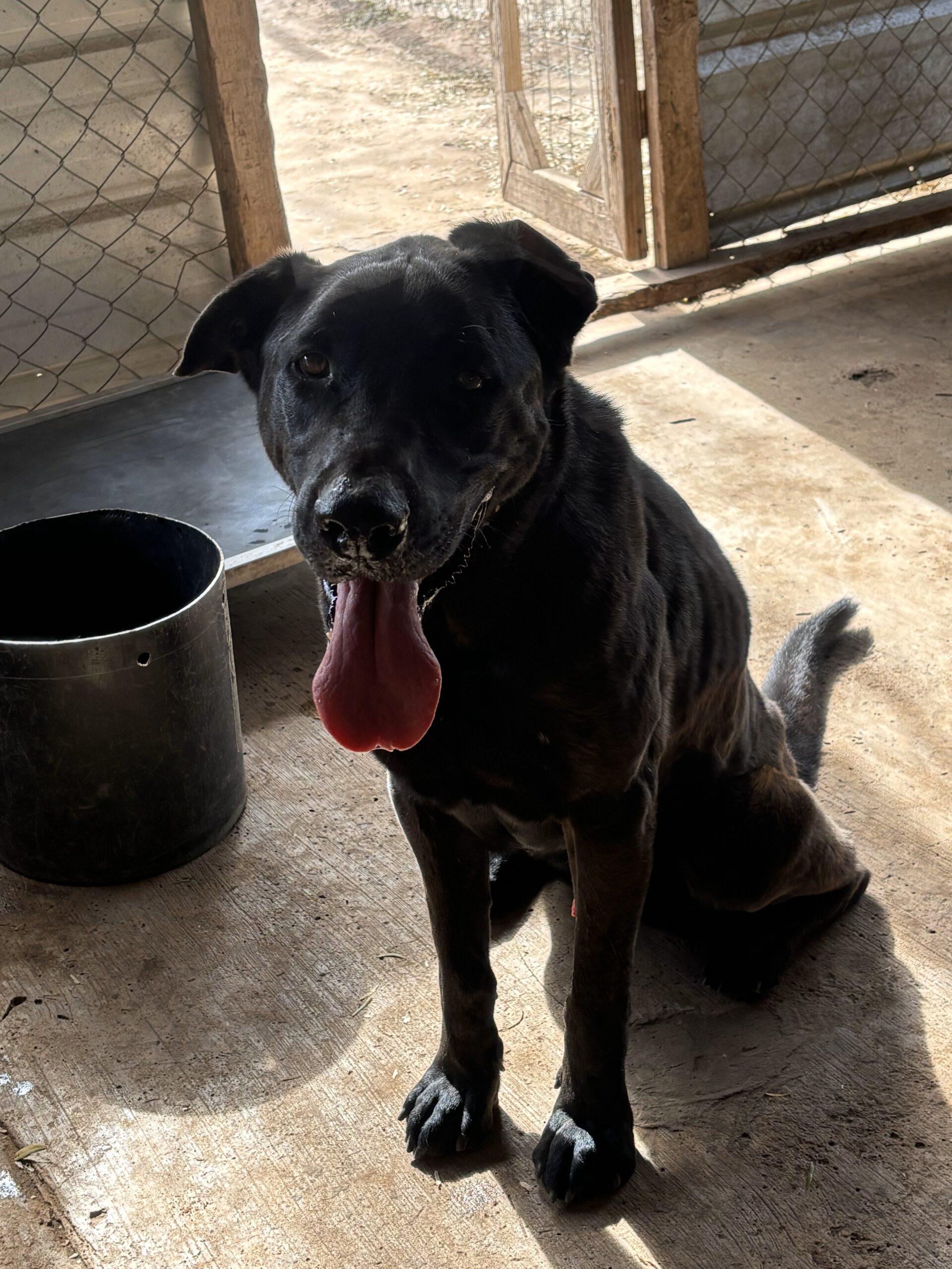 Bear2, Adoptable, Senior Male Labrador Retriever & Mixed Breed.