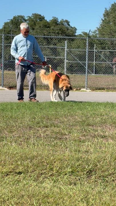 Enlarge Oakley - So cool he needs shades, a Adoptable mixed breed in Lake Station, IN video 5/6