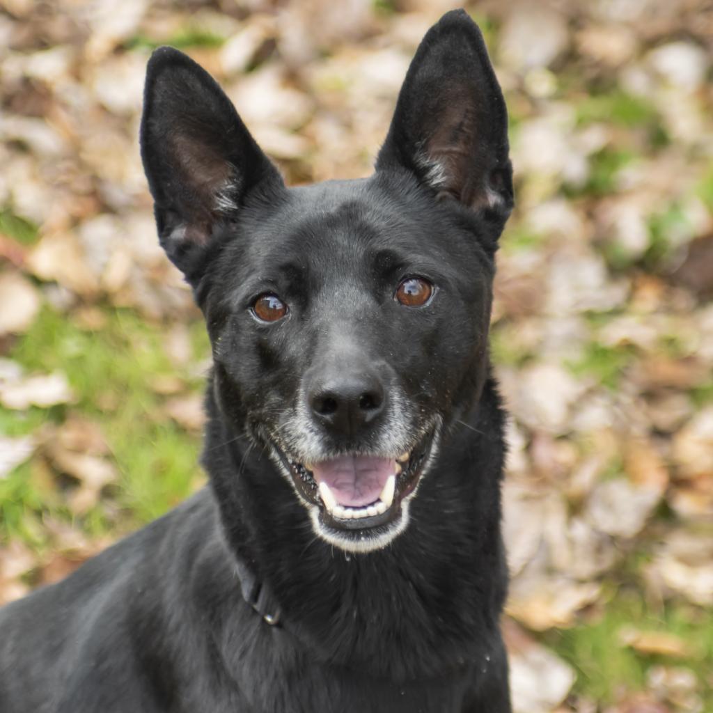 Janet, Adoptable, Adult Female Mixed Breed.