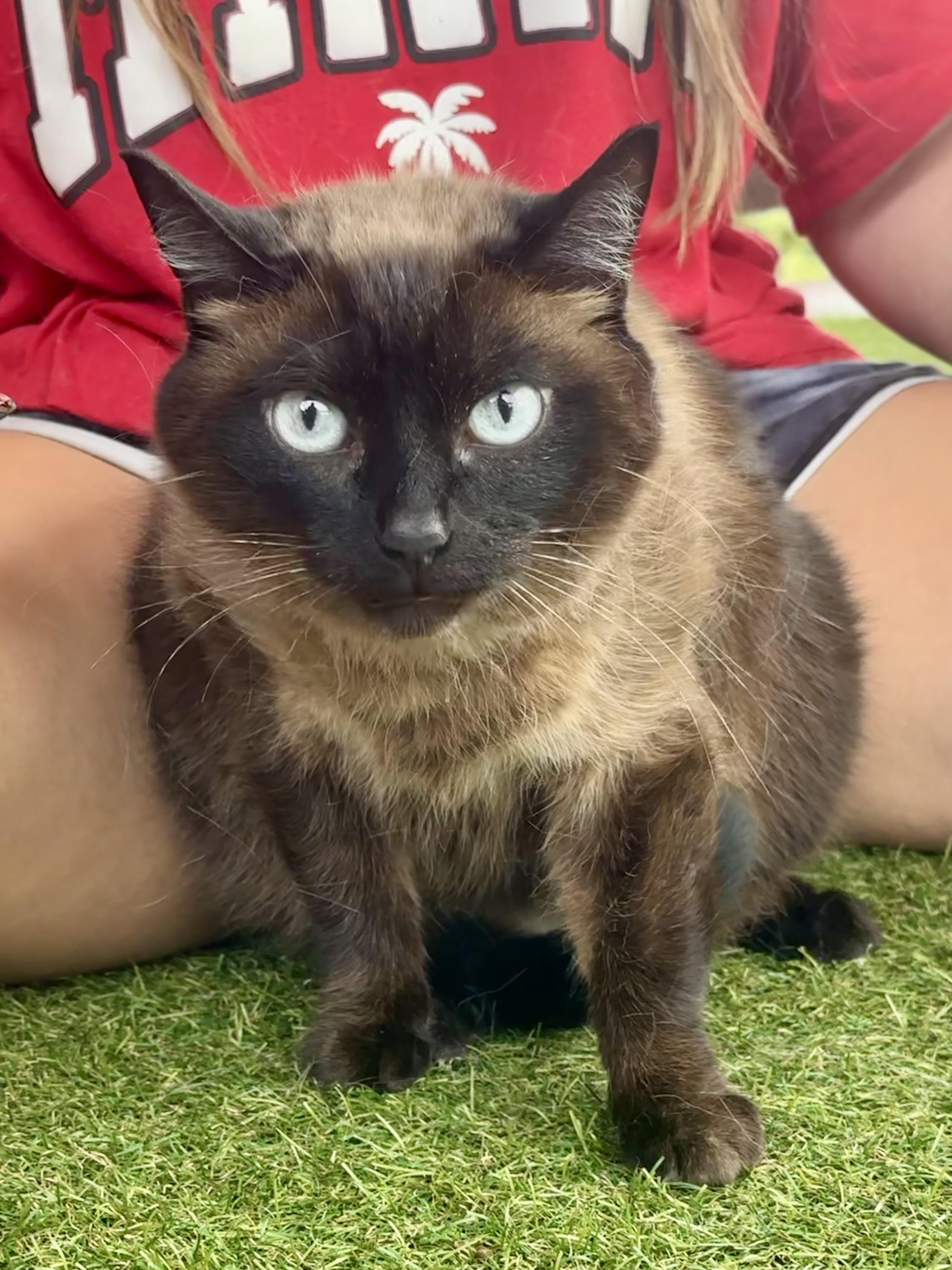 Gemma, an adoptable Tonkinese in Louisville, KY, 40206 | Photo Image 2