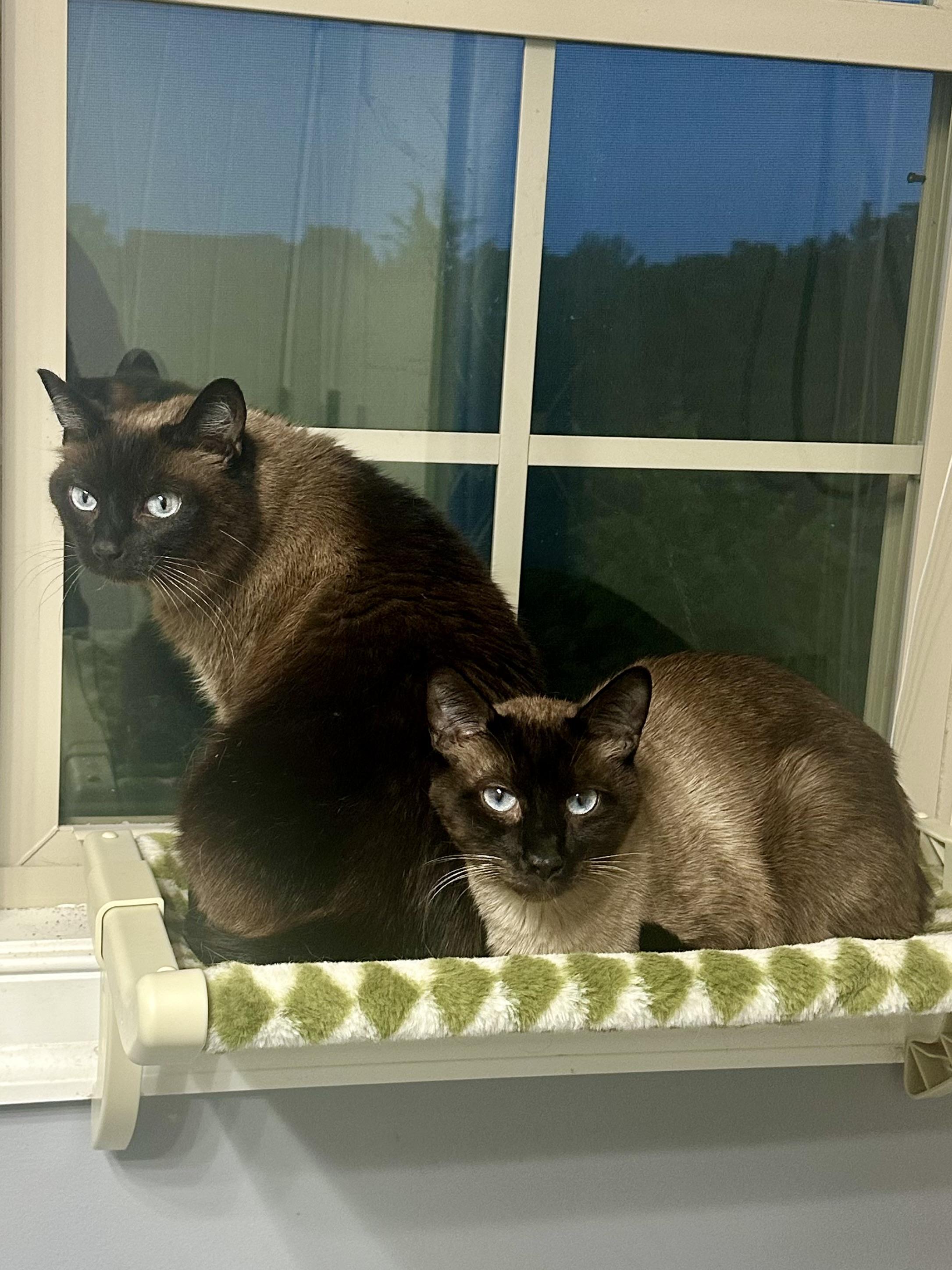 Gemma, an adoptable Tonkinese in Louisville, KY, 40206 | Photo Image 5