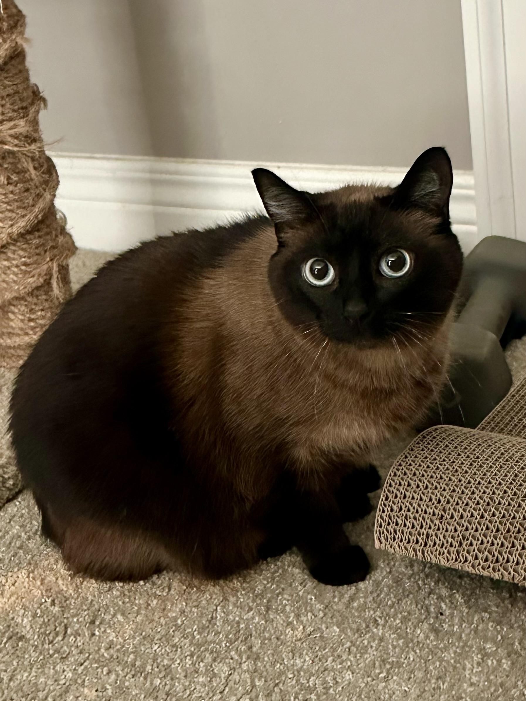 Gemma, an adoptable Tonkinese in Louisville, KY, 40206 | Photo Image 1