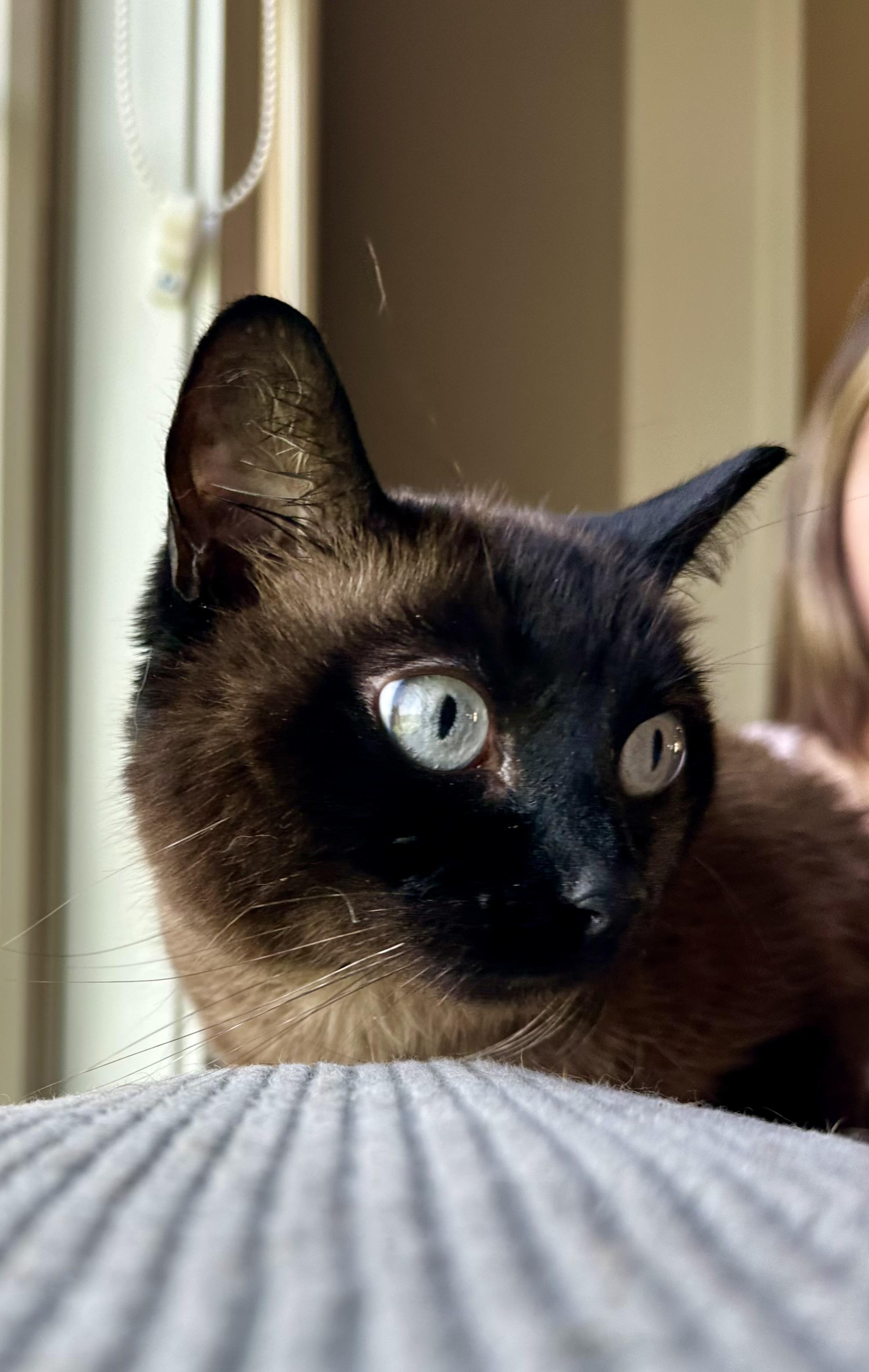 Gemma, an adoptable Tonkinese in Louisville, KY, 40206 | Photo Image 4