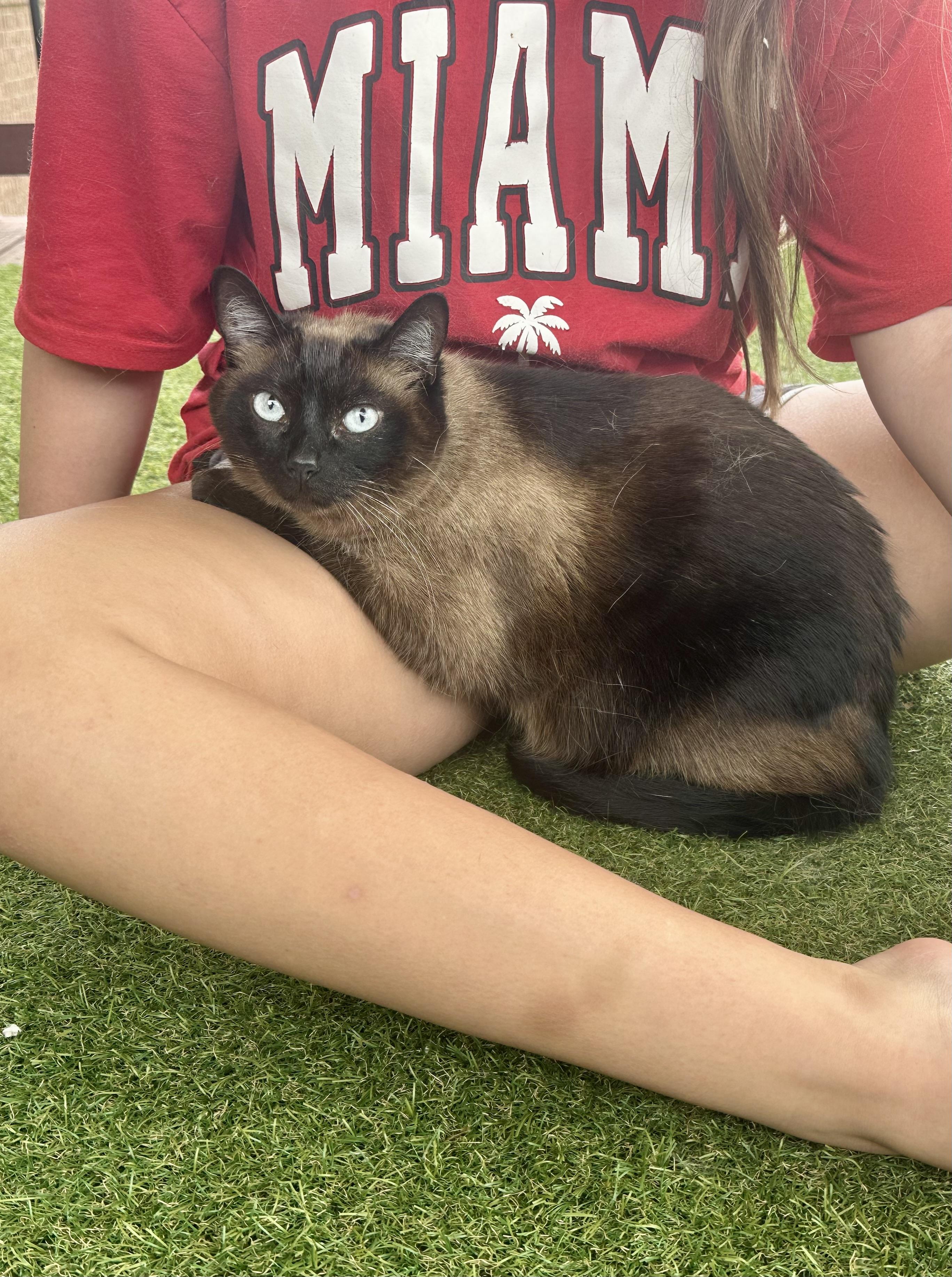 Gemma, an adoptable Tonkinese in Louisville, KY, 40206 | Photo Image 3