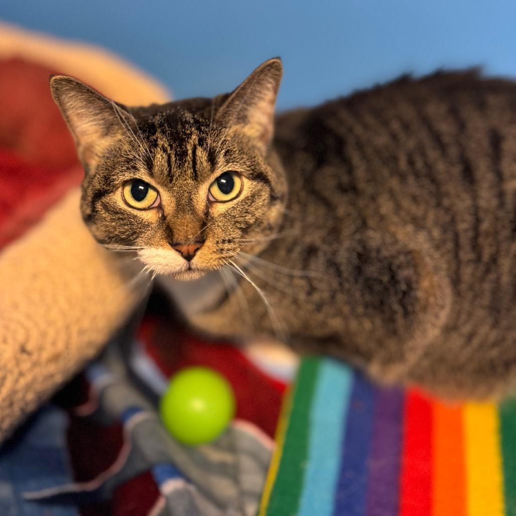 Enlarge Shorty, a Adoptable Domestic Short Hair in Mankato, MN image 1/3