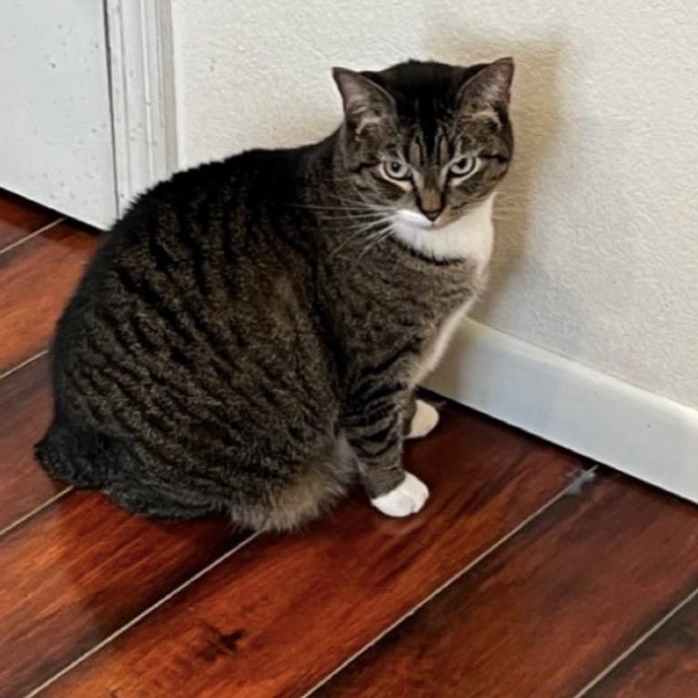 Enlarge Shorty, a Adoptable Domestic Short Hair in Mankato, MN image 3/3