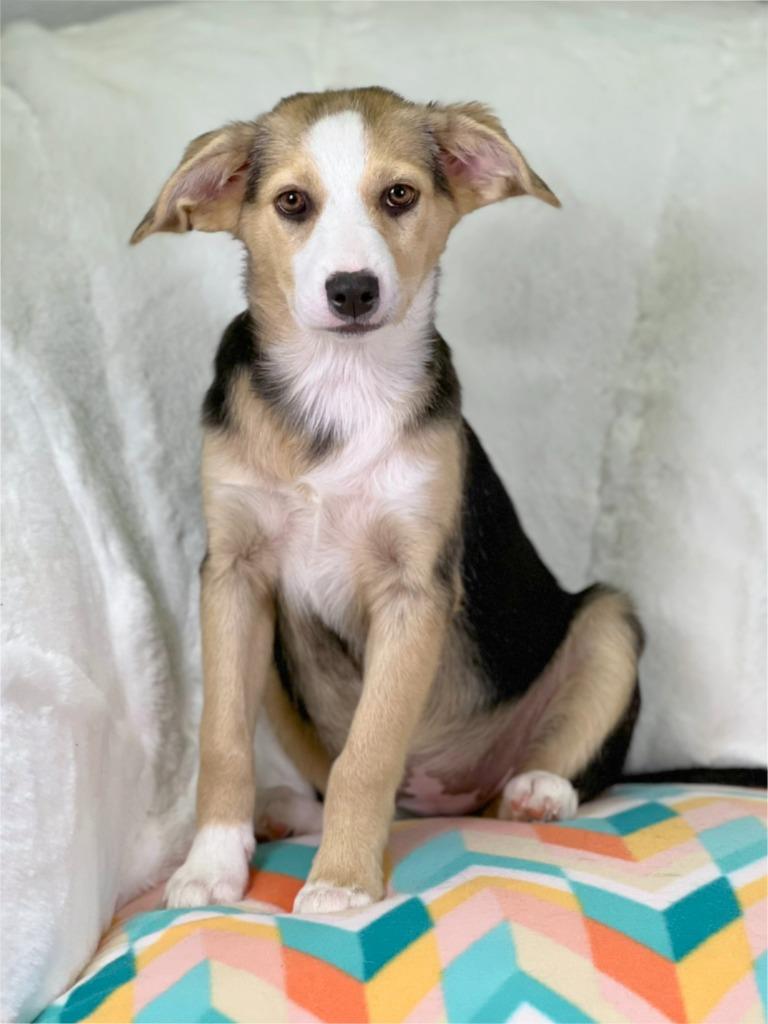 Cleaning Crew Litter - Fabuloso, a Adoptable mixed breed in Savage, MN image 1/5