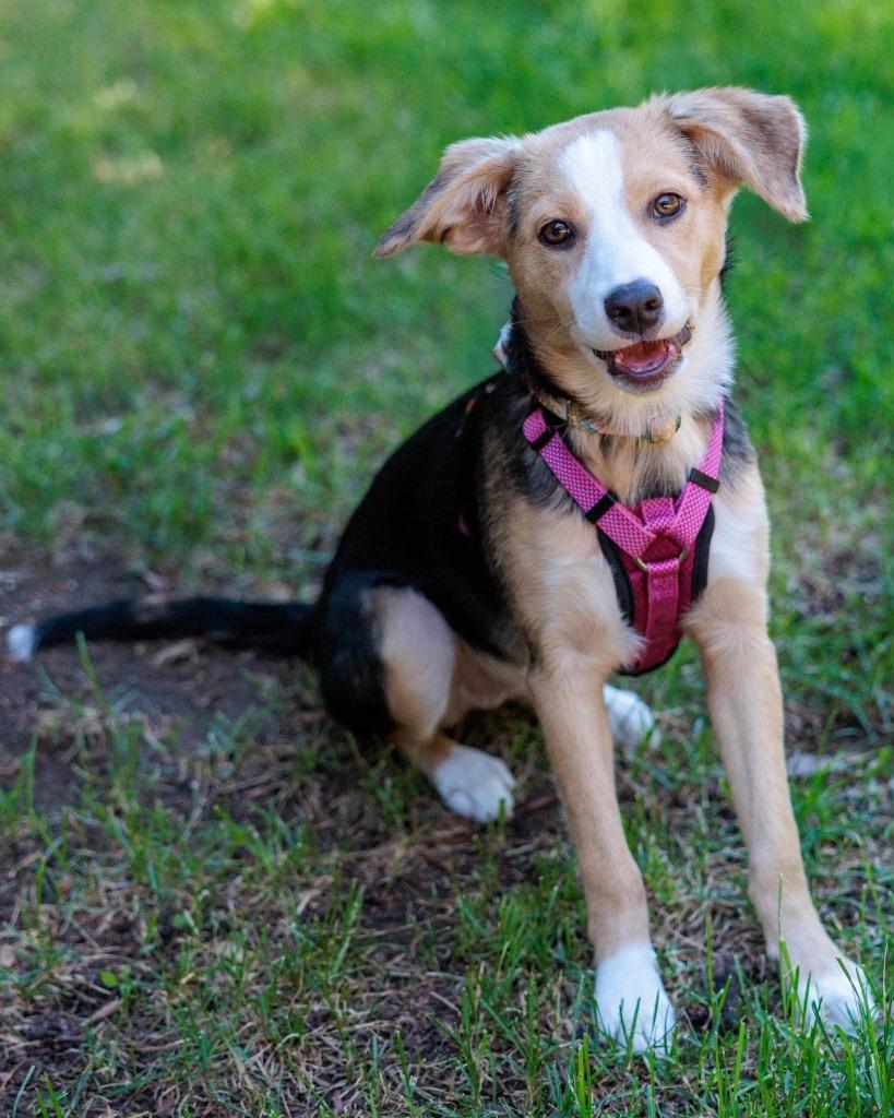 Cleaning Crew Litter - Fabuloso, Adoptable, Puppy Female Shepherd & Mixed Breed.