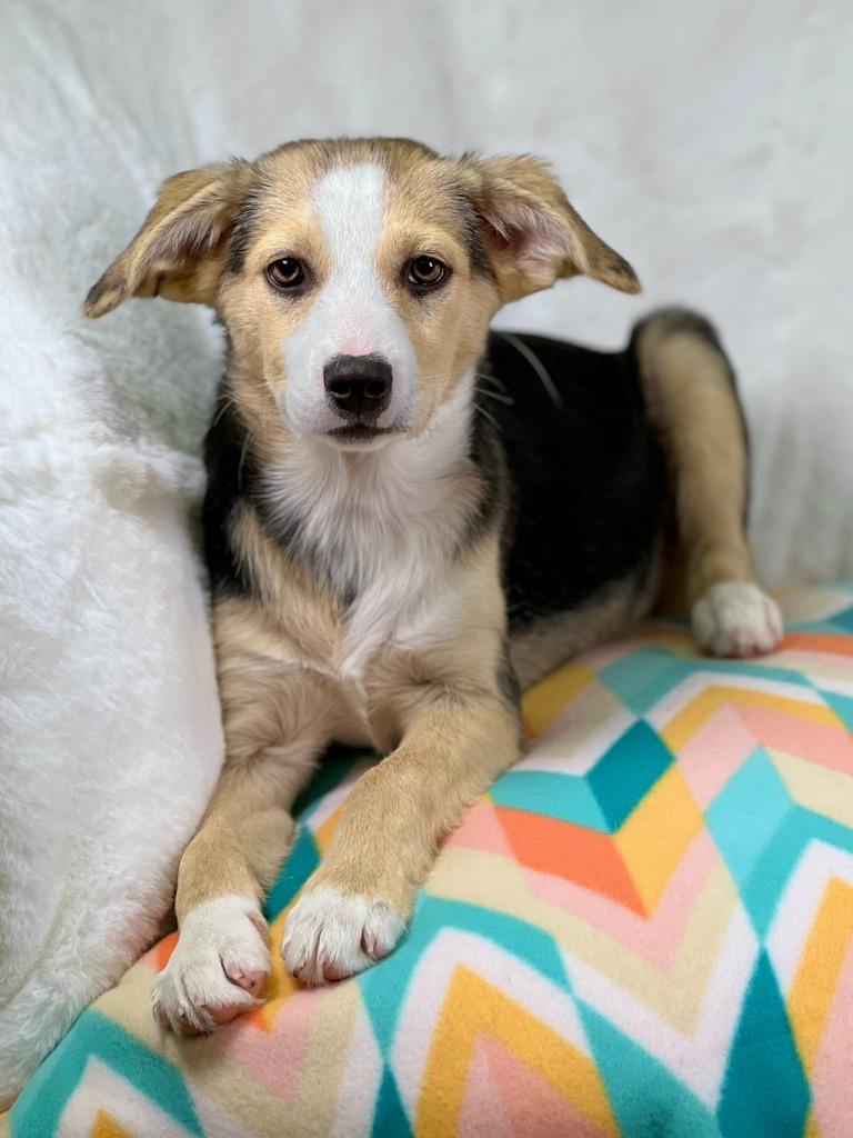 Cleaning Crew Litter - Fabuloso, a Adoptable mixed breed in Savage, MN image 2/5