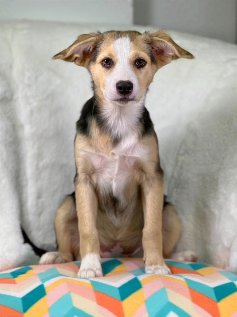 Cleaning Crew Litter - Fabuloso, a Adoptable mixed breed in Savage, MN image 3/5