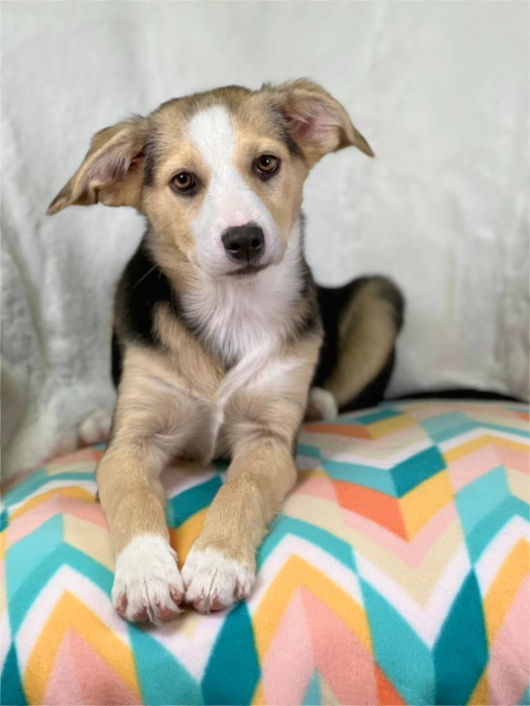 Cleaning Crew Litter - Fabuloso, a Adoptable mixed breed in Savage, MN image 4/5
