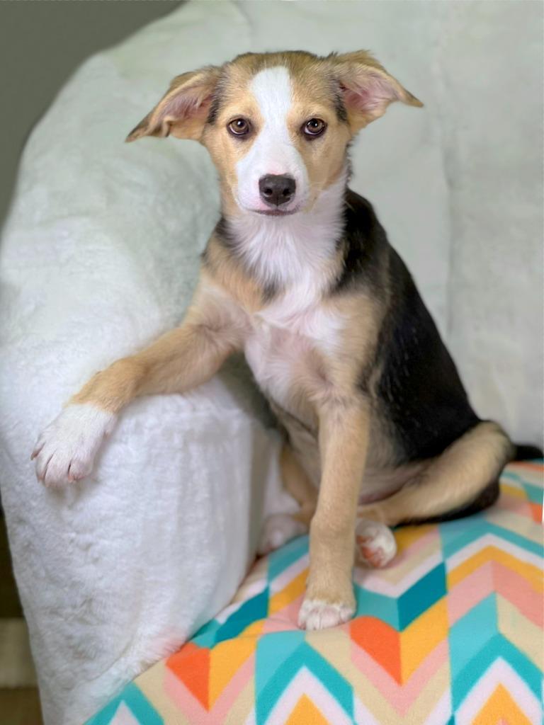 Cleaning Crew Litter - Fabuloso, a Adoptable mixed breed in Savage, MN image 5/5