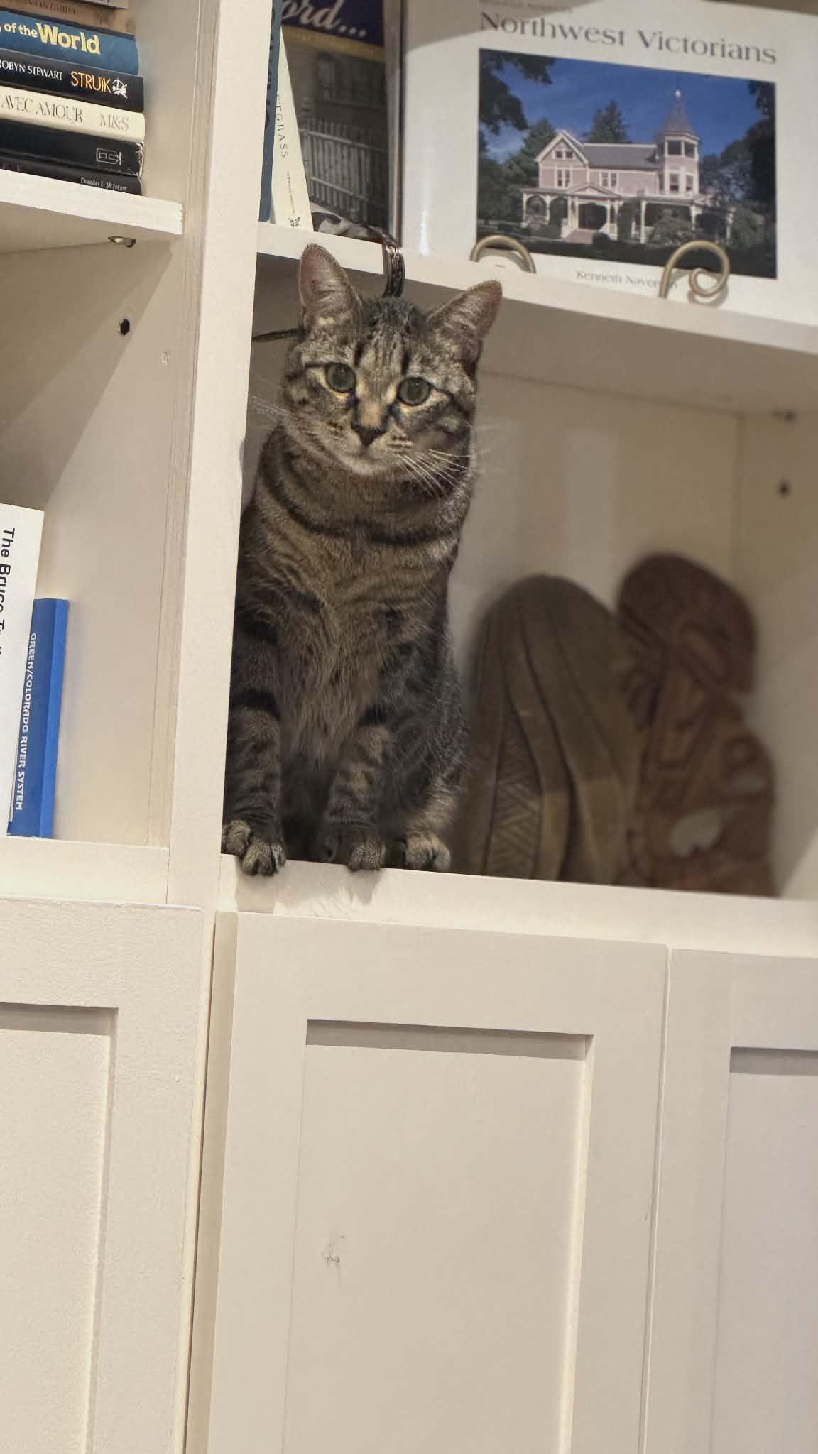 Enlarge Poppy, a ADOPTABLE Domestic Short Hair in Brantford, ON image 6/6