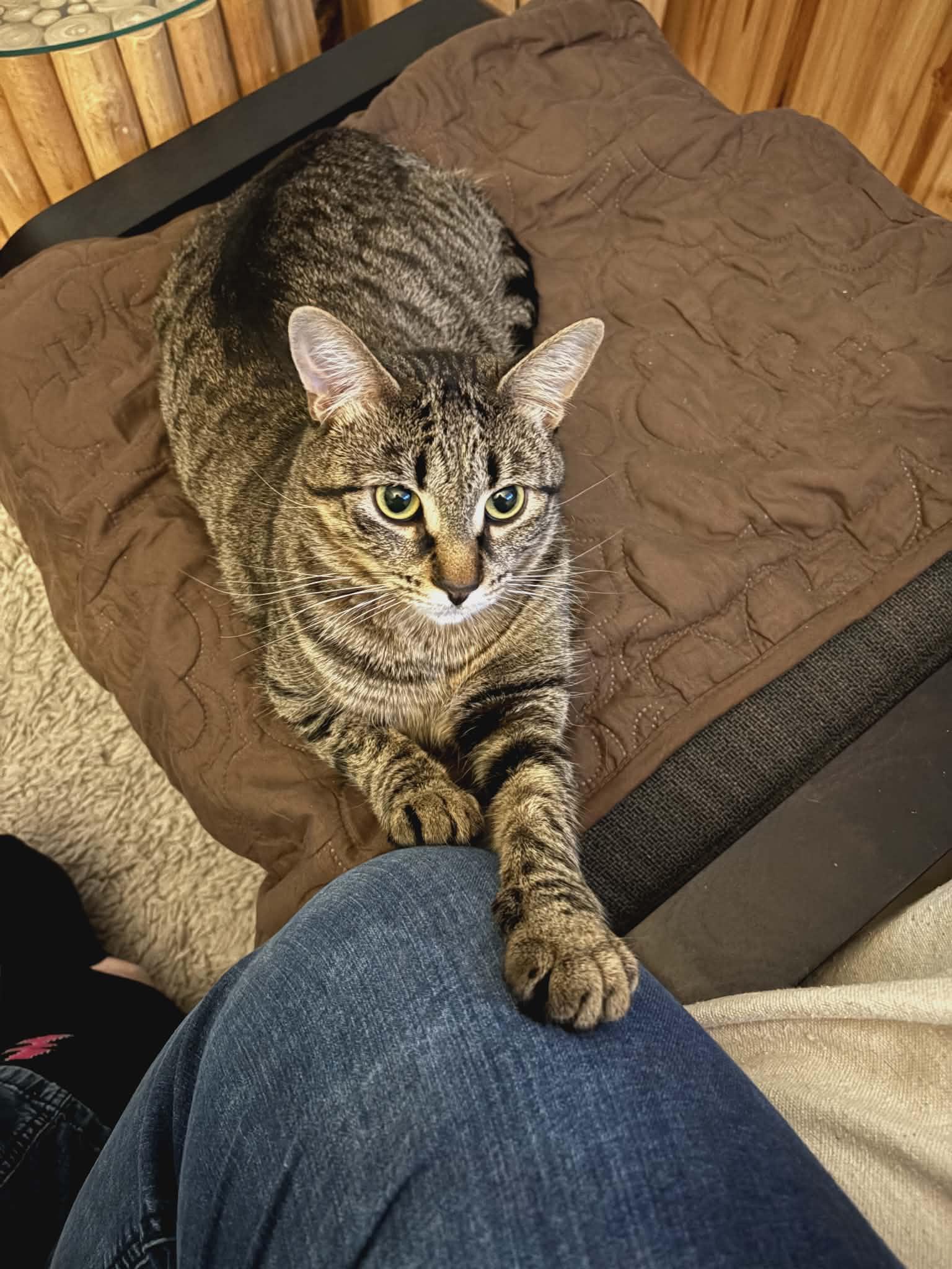 Enlarge Poppy, a ADOPTABLE Domestic Short Hair in Brantford, ON image 4/6