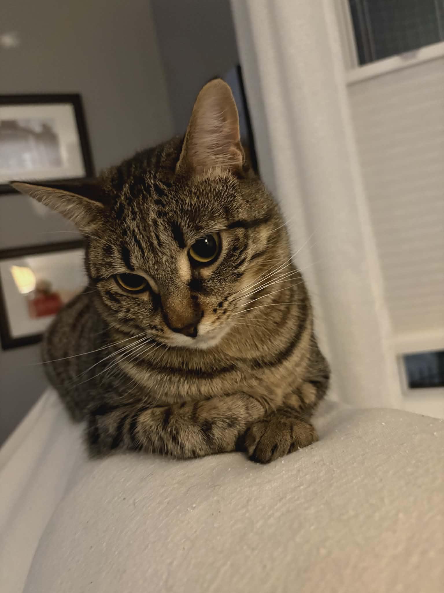 Enlarge Poppy, a ADOPTABLE Domestic Short Hair in Brantford, ON image 3/6