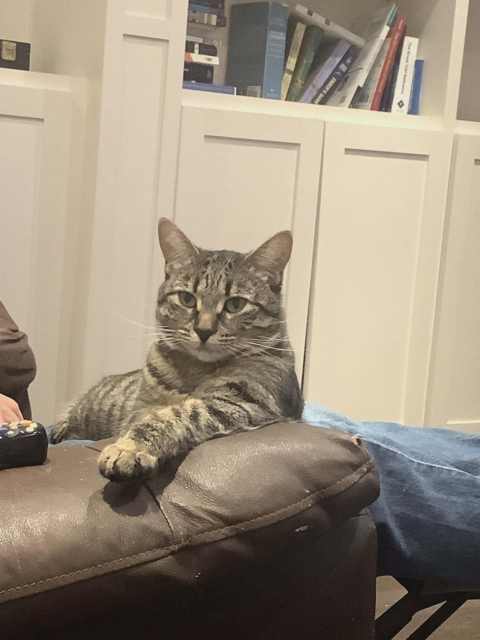 Enlarge Poppy, a ADOPTABLE Domestic Short Hair in Brantford, ON image 5/6