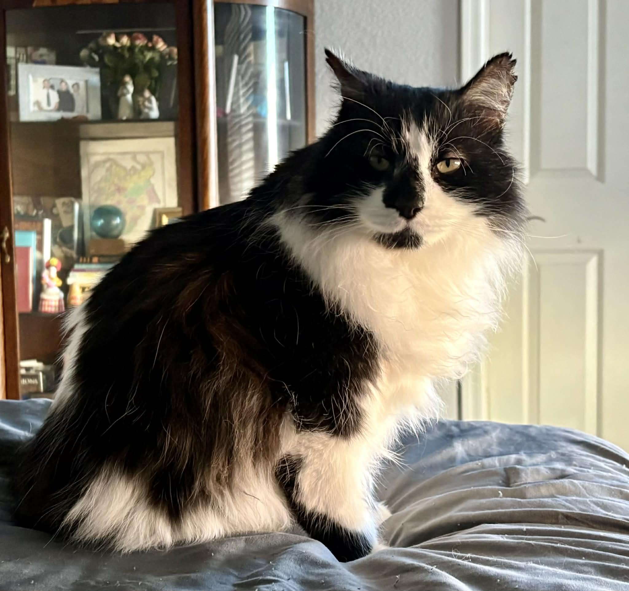 Enlarge Mr. Big, an adopted mixed breed in queen creek, AZ image 4/5