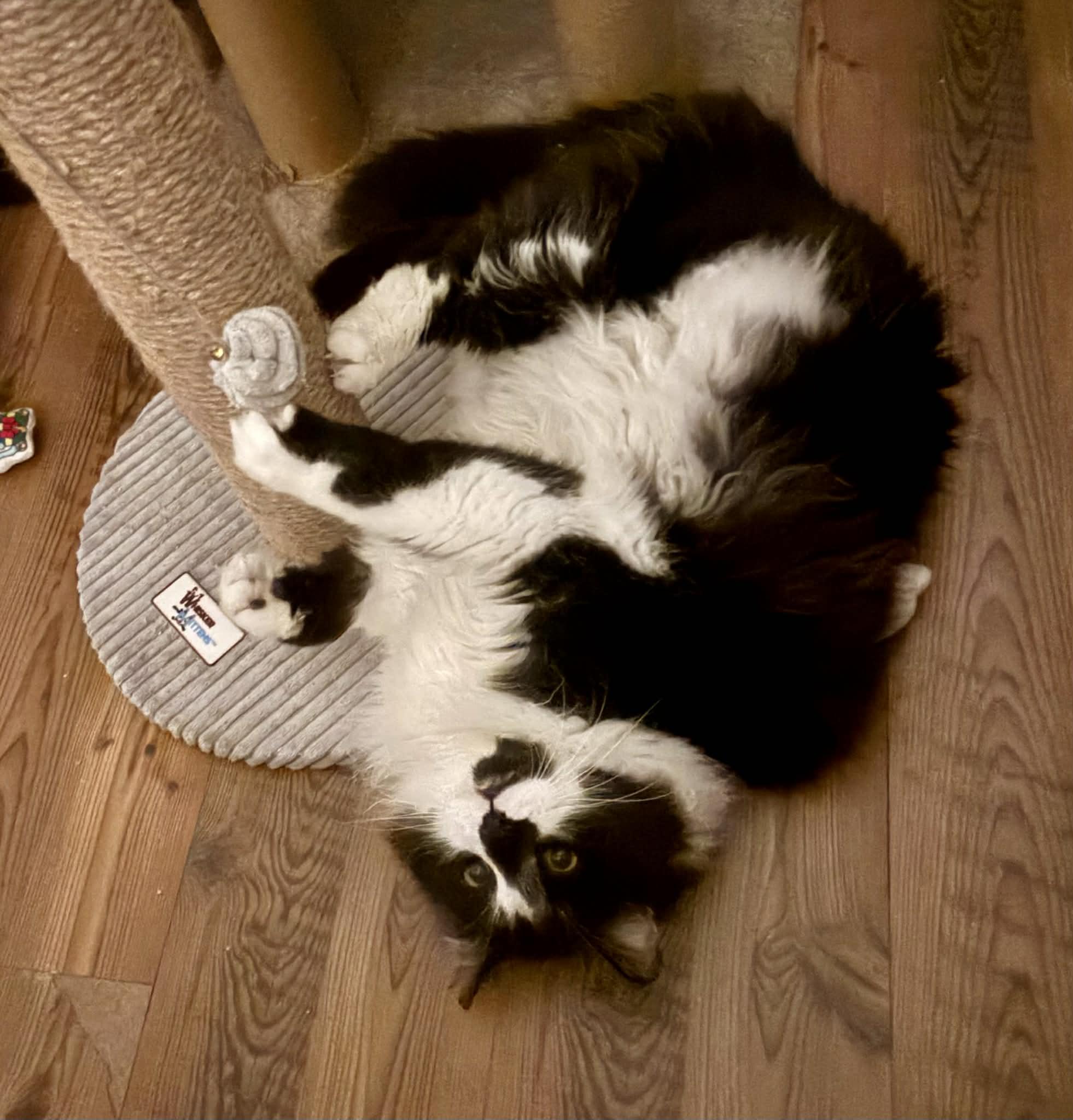 Enlarge Mr. Big, an adopted mixed breed in queen creek, AZ image 3/5