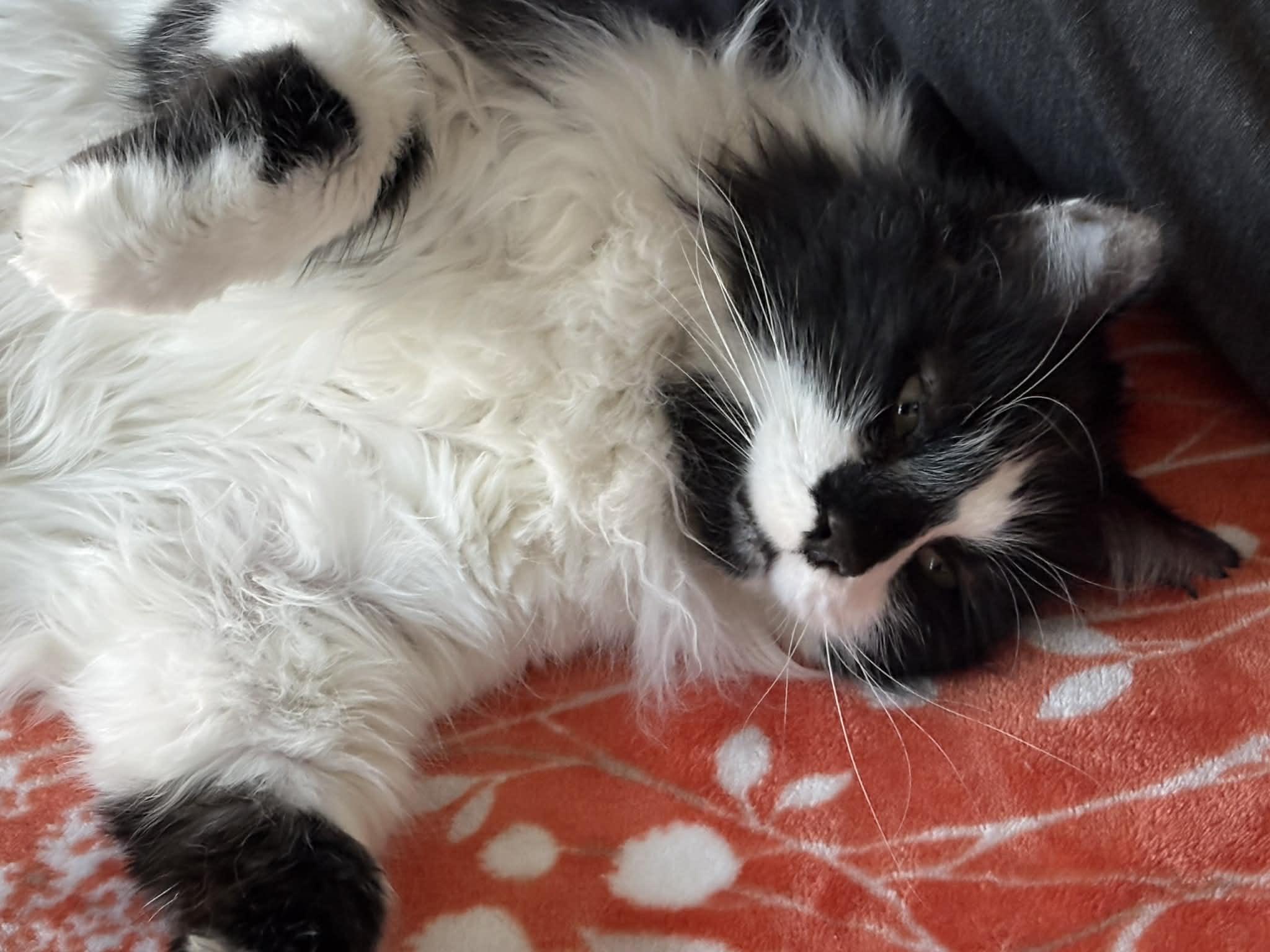 Enlarge Mr. Big, an adopted mixed breed in queen creek, AZ image 5/5