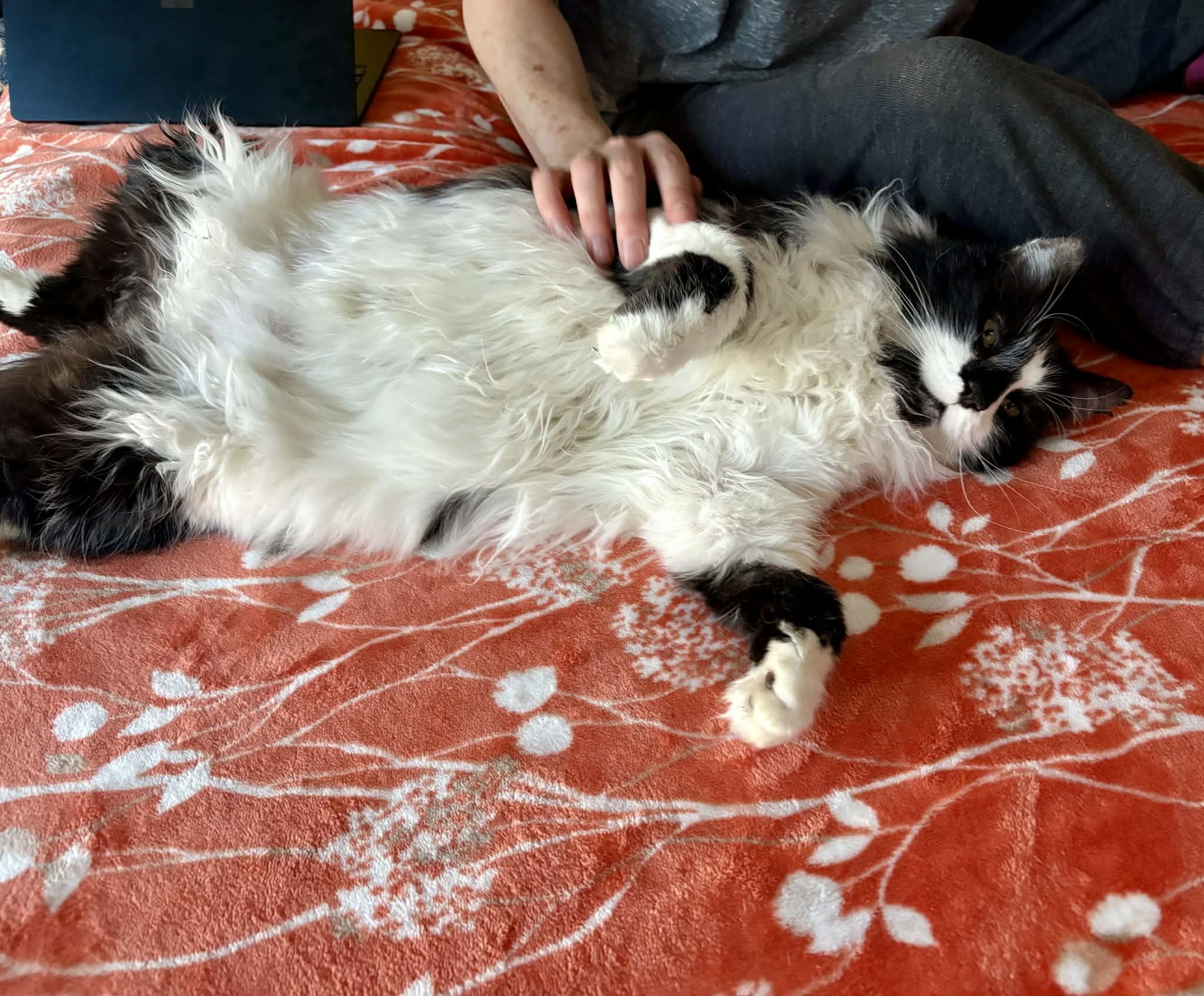 Enlarge Mr. Big, an adopted mixed breed in queen creek, AZ image 2/5