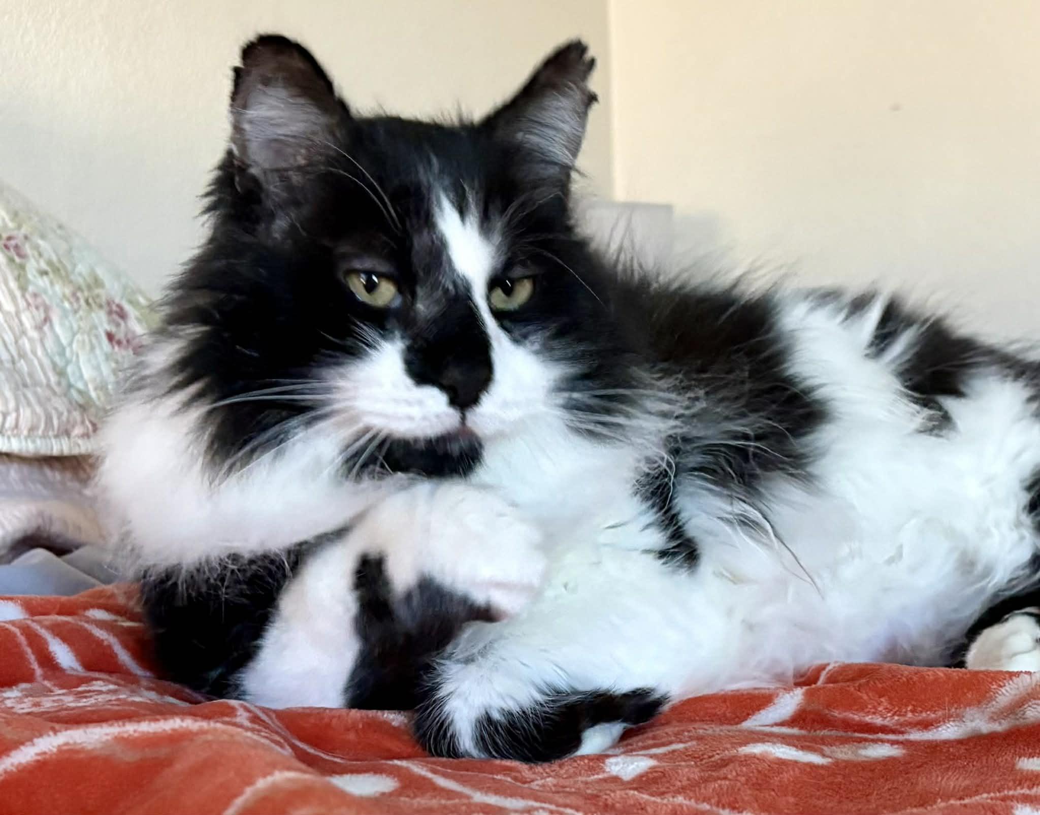 Mr. Big, ADOPTABLE, Adult Male Maine Coon & Domestic Medium Hair.
