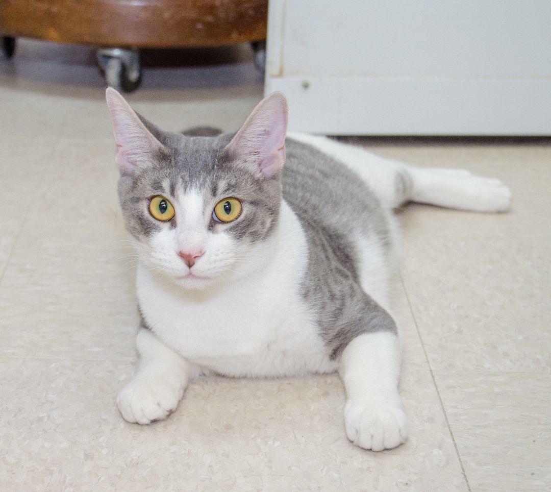 Enlarge Chive, a Adoptable Domestic Short Hair in Myrtle Beach, SC image 1/1