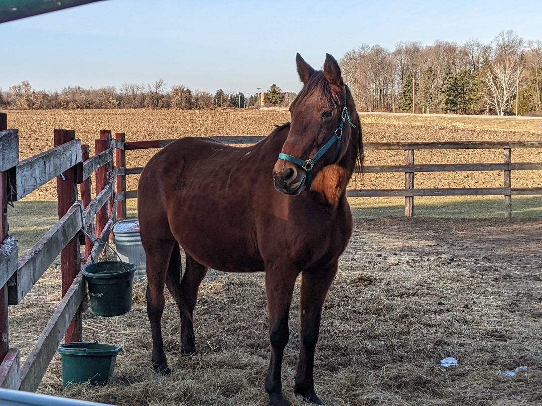 Enlarge Minx, a Adoptable Standardbred in Elkhart Lake, WI image 3/4