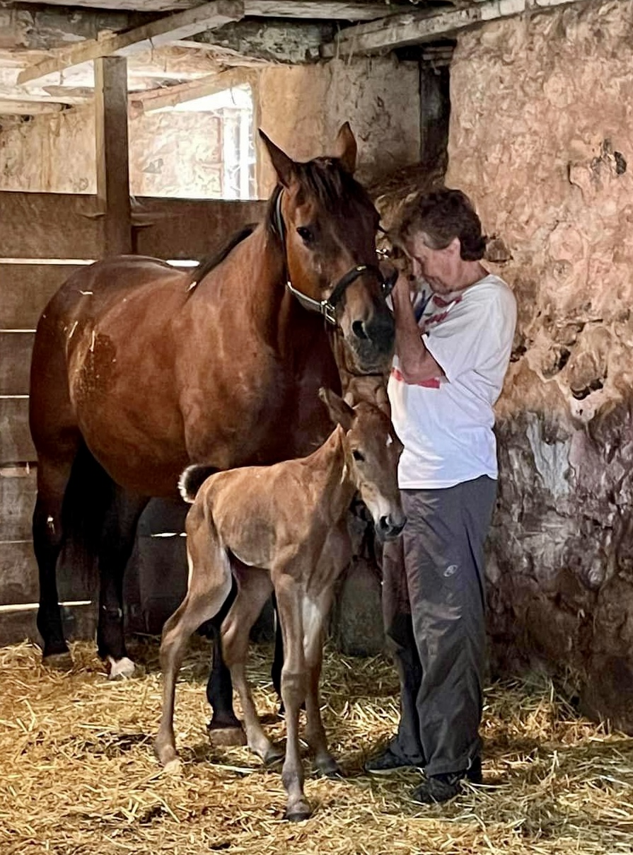 Enlarge Minx, a Adoptable Standardbred in Elkhart Lake, WI image 2/4