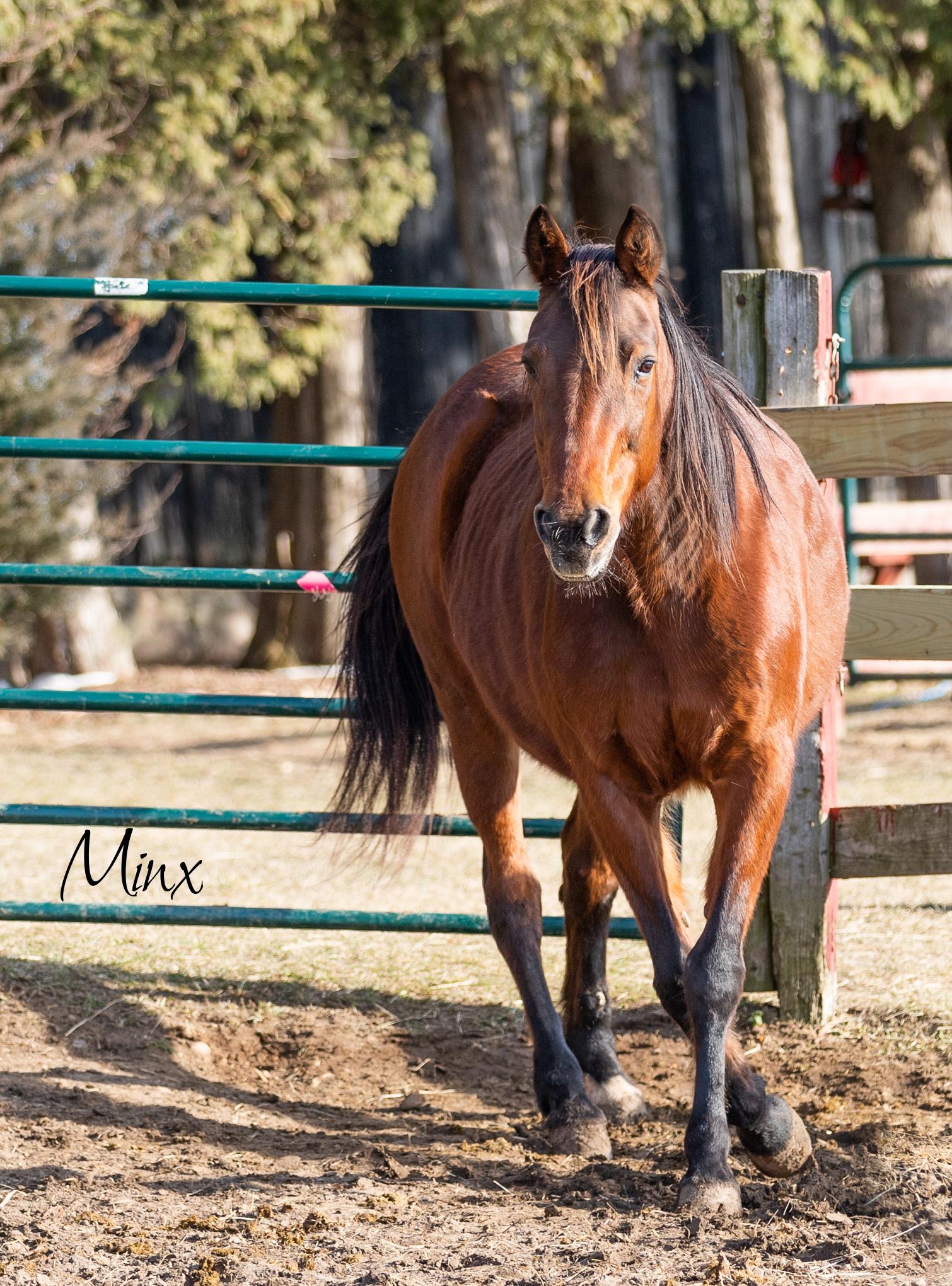 Enlarge Minx, a Adoptable Standardbred in Elkhart Lake, WI image 1/4