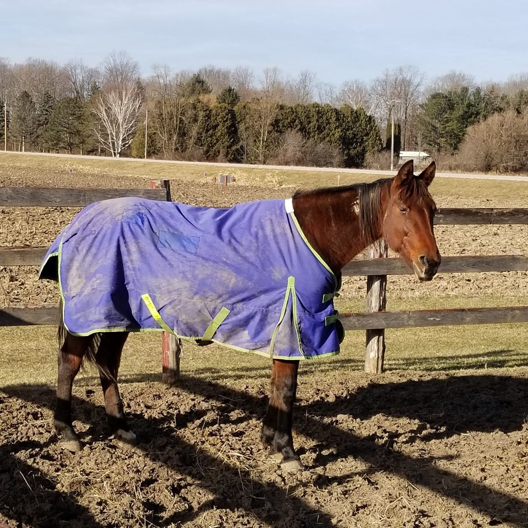 Enlarge Minx, a Adoptable Standardbred in Elkhart Lake, WI image 4/4