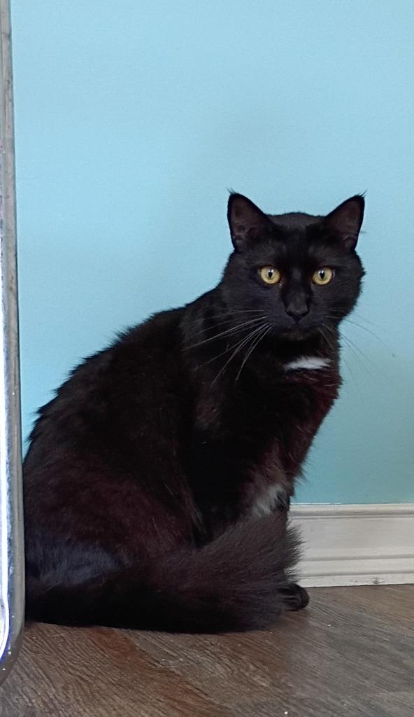 Panther, a Adoptable mixed breed in Hardeeville, SC image 3/3