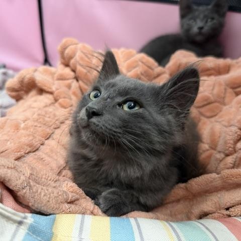Demetri, Adoptable, Kitten Male Domestic Long Hair & Russian Blue.