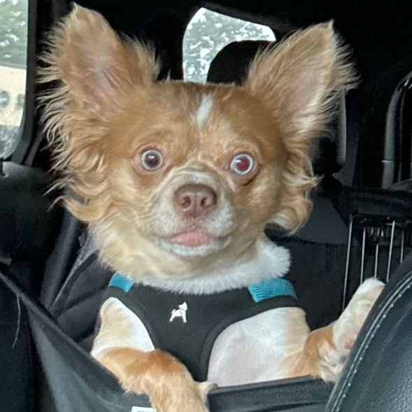 Norman, an adopted Chihuahua in Lindenhurst, NY_image-1