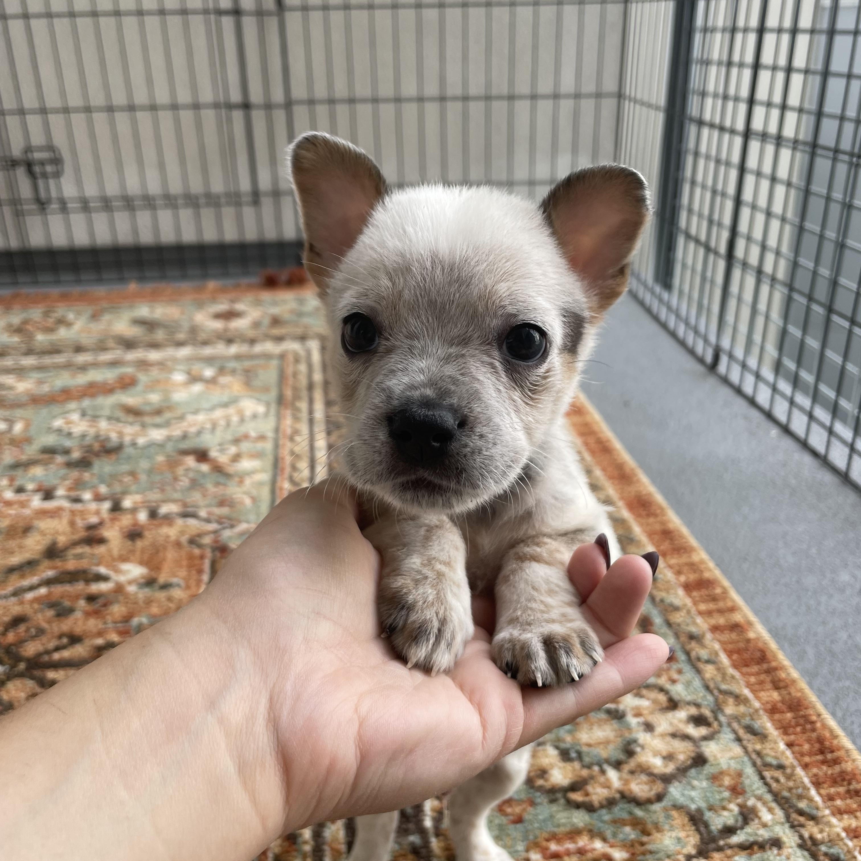 Construction Pup: Mortar, a Adoptable mixed breed in Poway, CA image 1/2