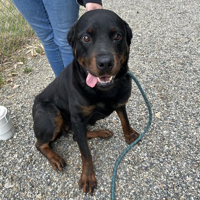 Enlarge SABLE, a Adoptable Rottweiler in Lincolnton, NC image 1/1