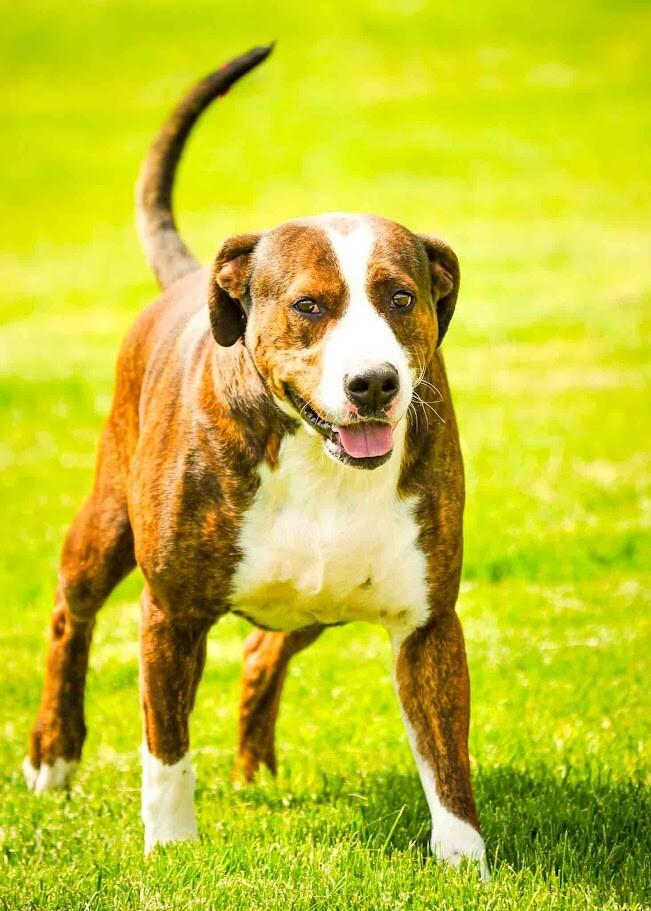Hook, Adoptable, Adult Male Boxer.