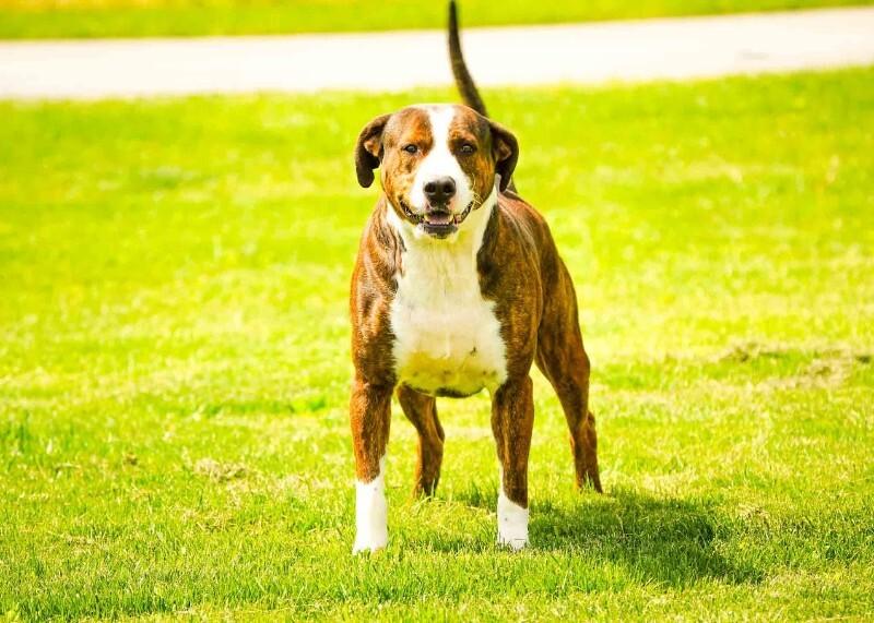 Enlarge Hook, a Adoptable Boxer in Kenton, OH image 2/2