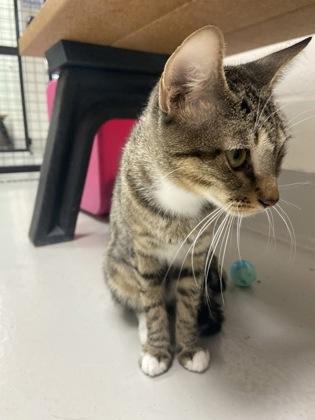 Enlarge Blair, a Adoptable mixed breed in Largo, FL image 1/3