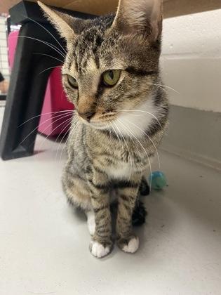 Enlarge Blair, a Adoptable mixed breed in Largo, FL image 2/3