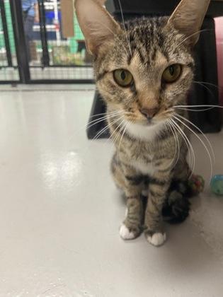Enlarge Blair, a Adoptable mixed breed in Largo, FL image 3/3