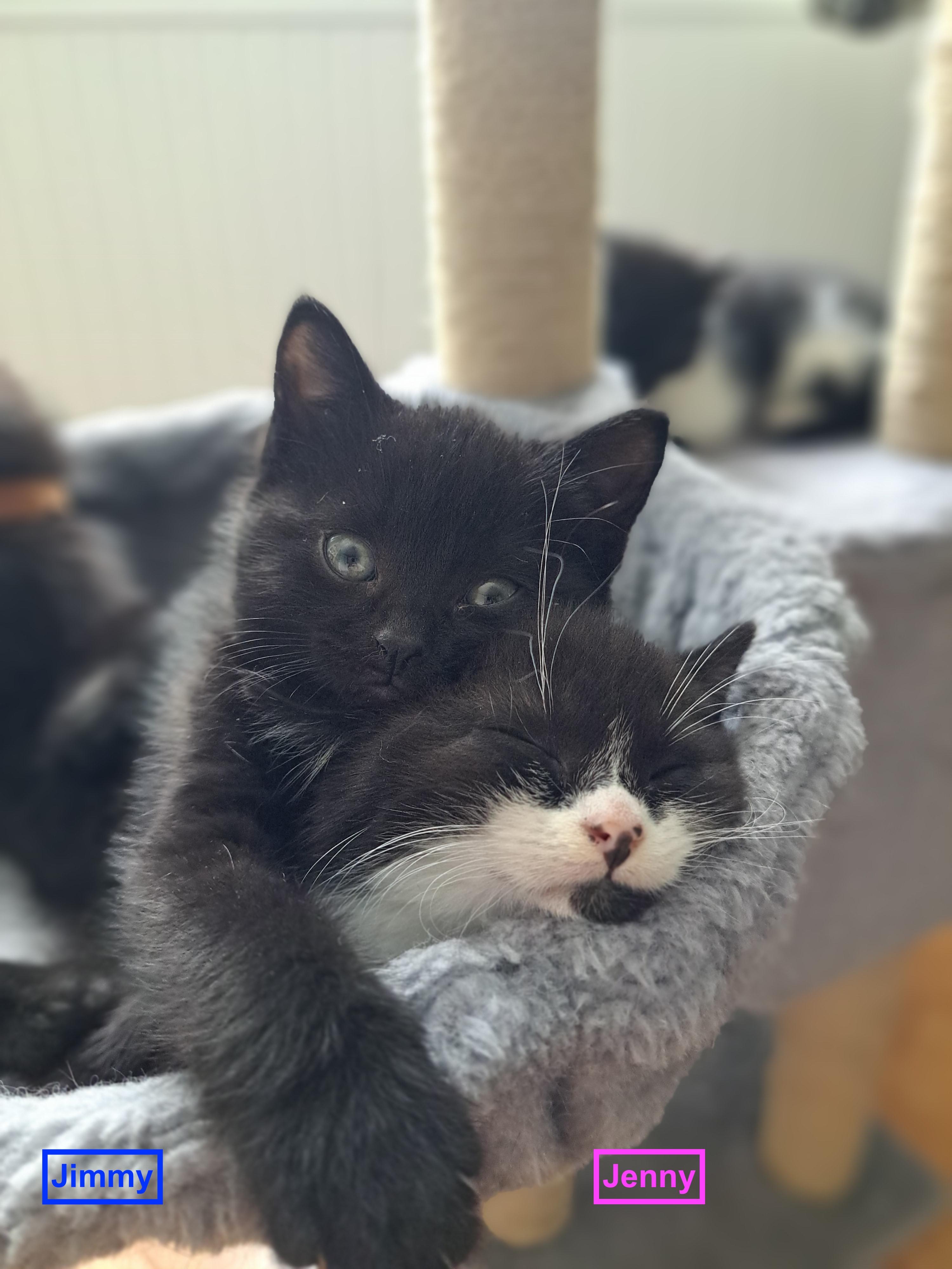 Enlarge Jimmy (FA/FF), a ADOPTABLE Domestic Short Hair in Sainte-Angele-de-Monnoir, QC image 3/4